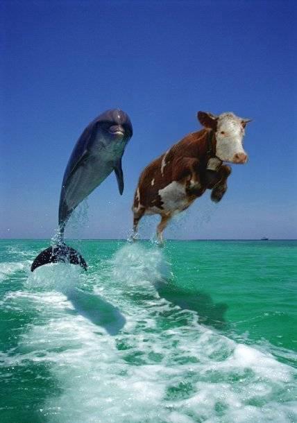 delfin-kuh.jpg